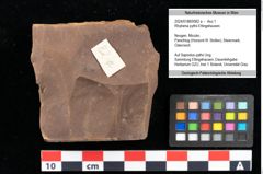 Foto (Objekt + Etikett) von Rhytisma pythii Ettingshausen (NHMW-GEO-2024-0188-0082a)